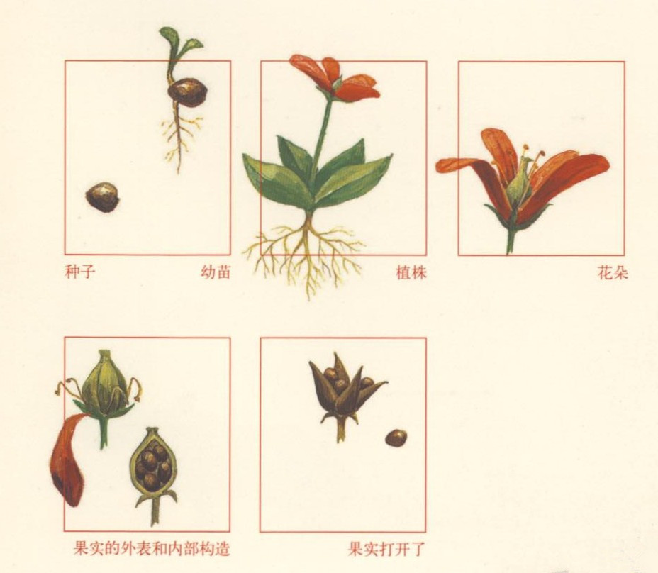 特别的(种子)名字